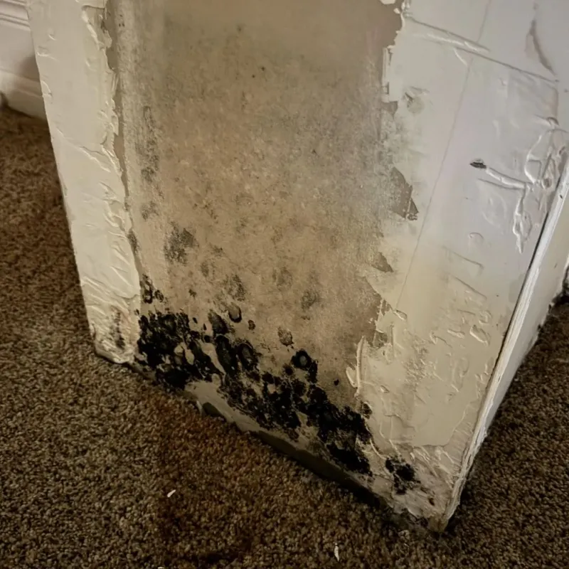Professional Mold Removal in Union County, SD